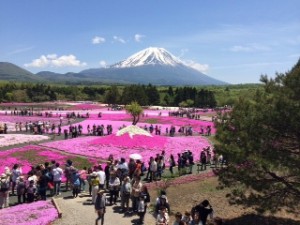 休日の芝桜｜スタッフブログ