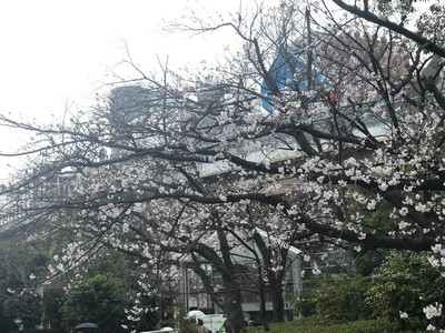 大阪ショールームは桜がきれいです！