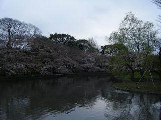 桜開花の季節です